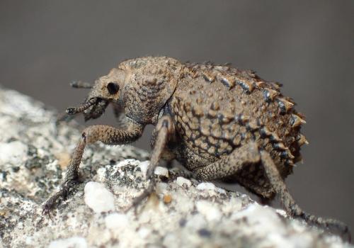 Brachycerus muricatus
